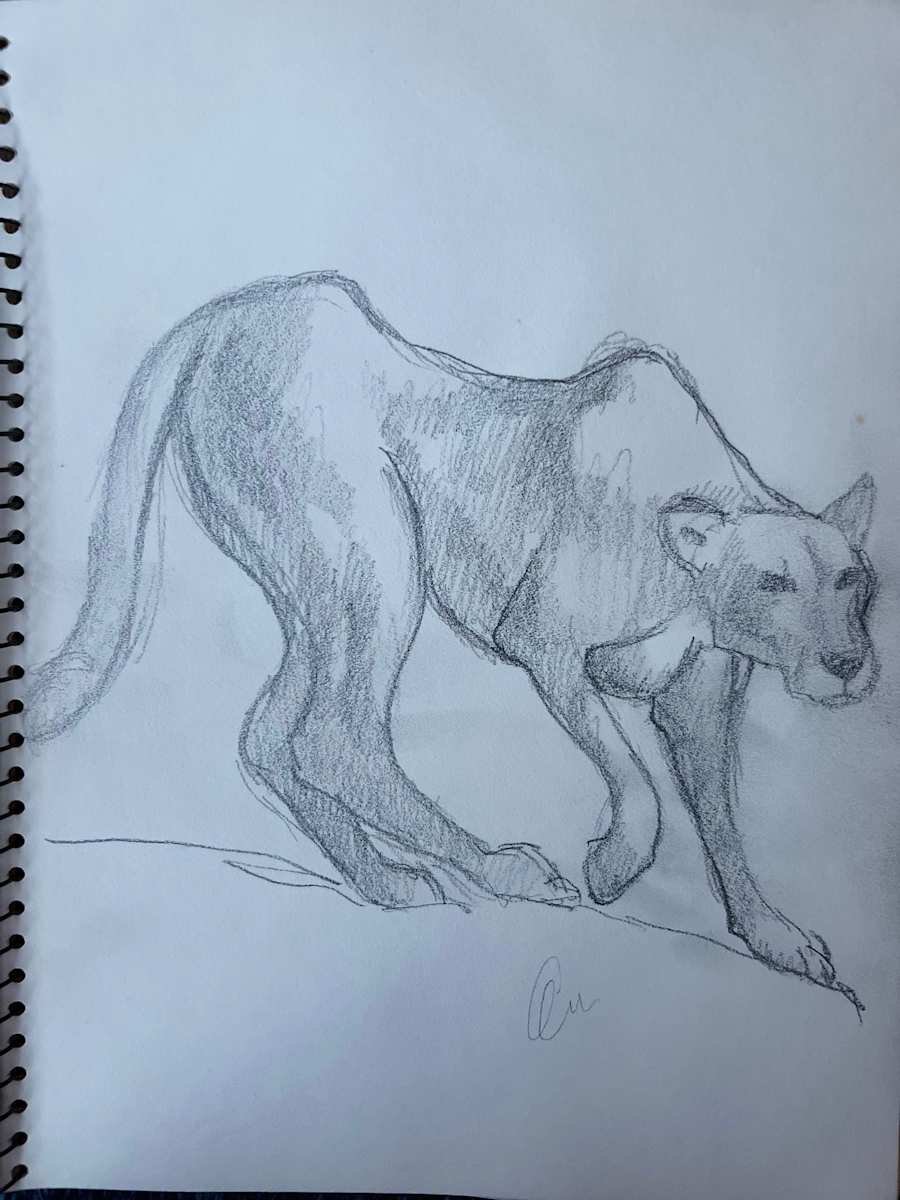 Mountain Lion Sketch by Arthur Gebhardt, Image 1.