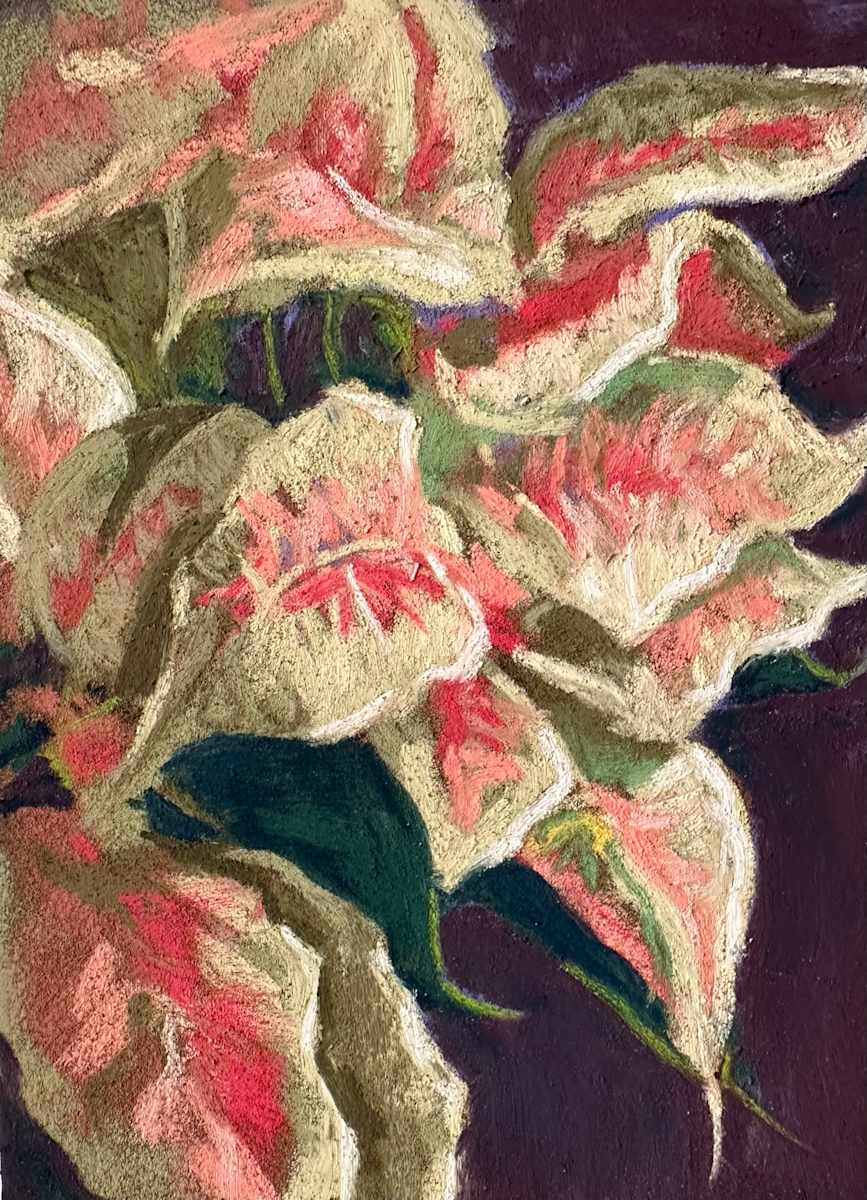 Posing Poinsetta by Mary Moores 