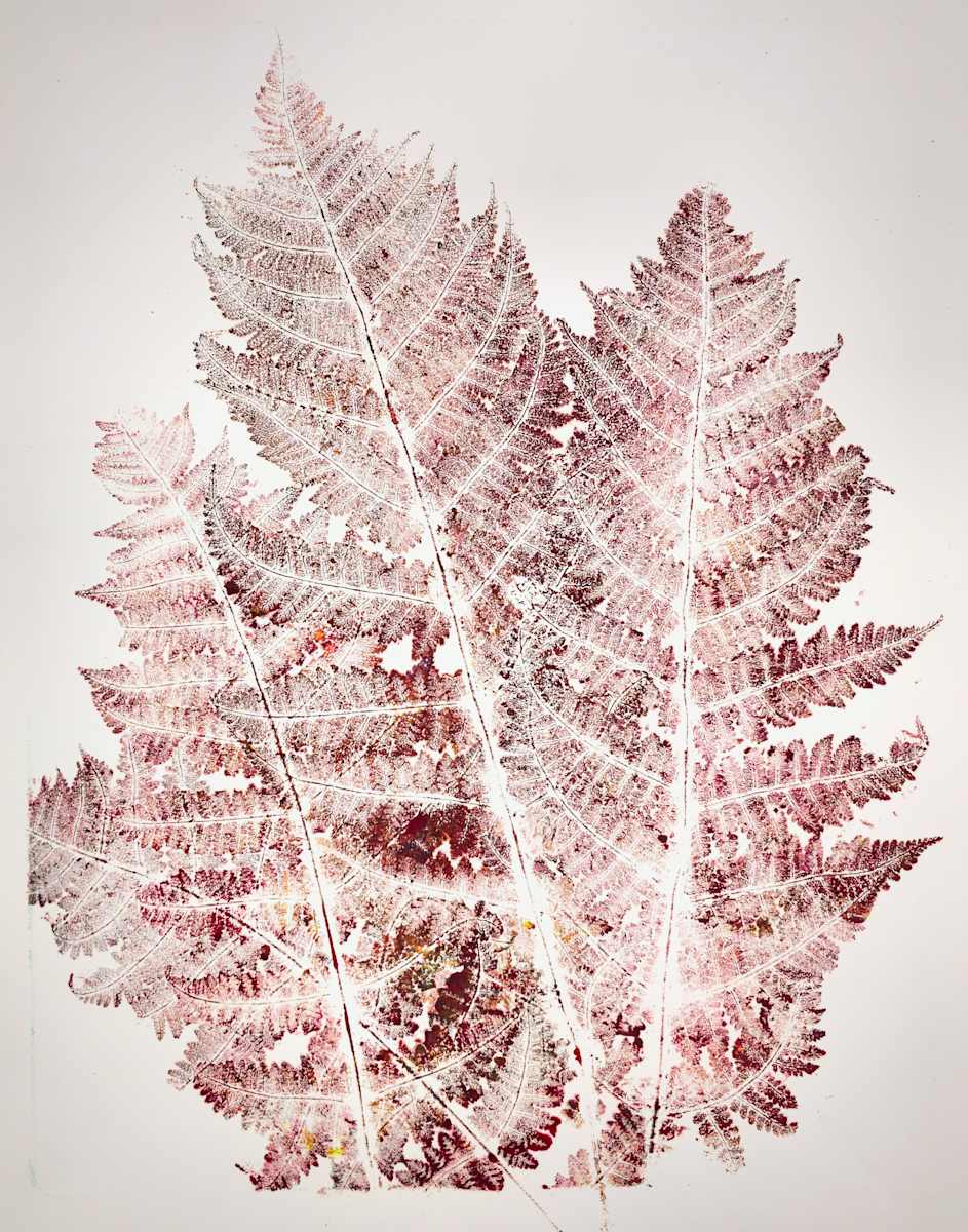Echo Ferns.04 by Seth A. Crayton 