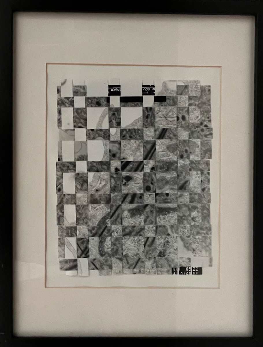 Cell Recombination by Margaret Moench 