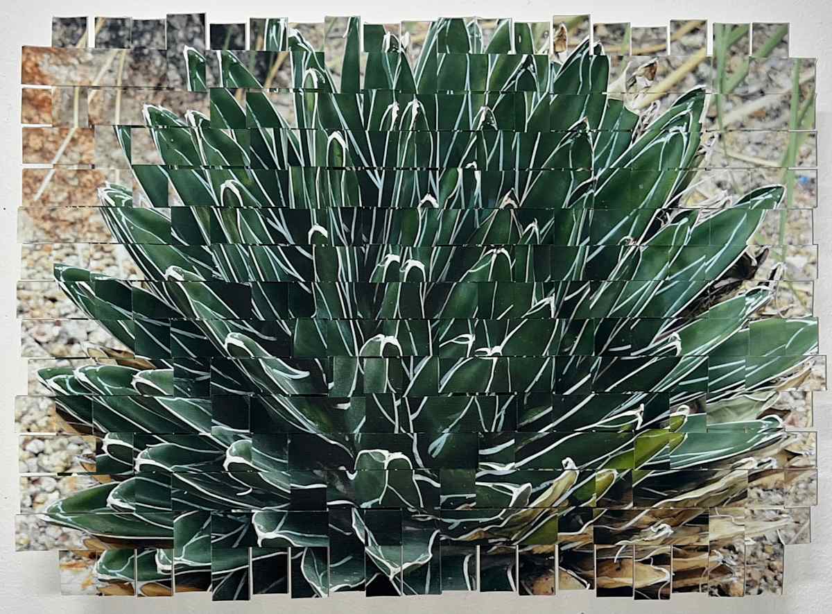 Cactus AZ #2 by Margaret Moench 
