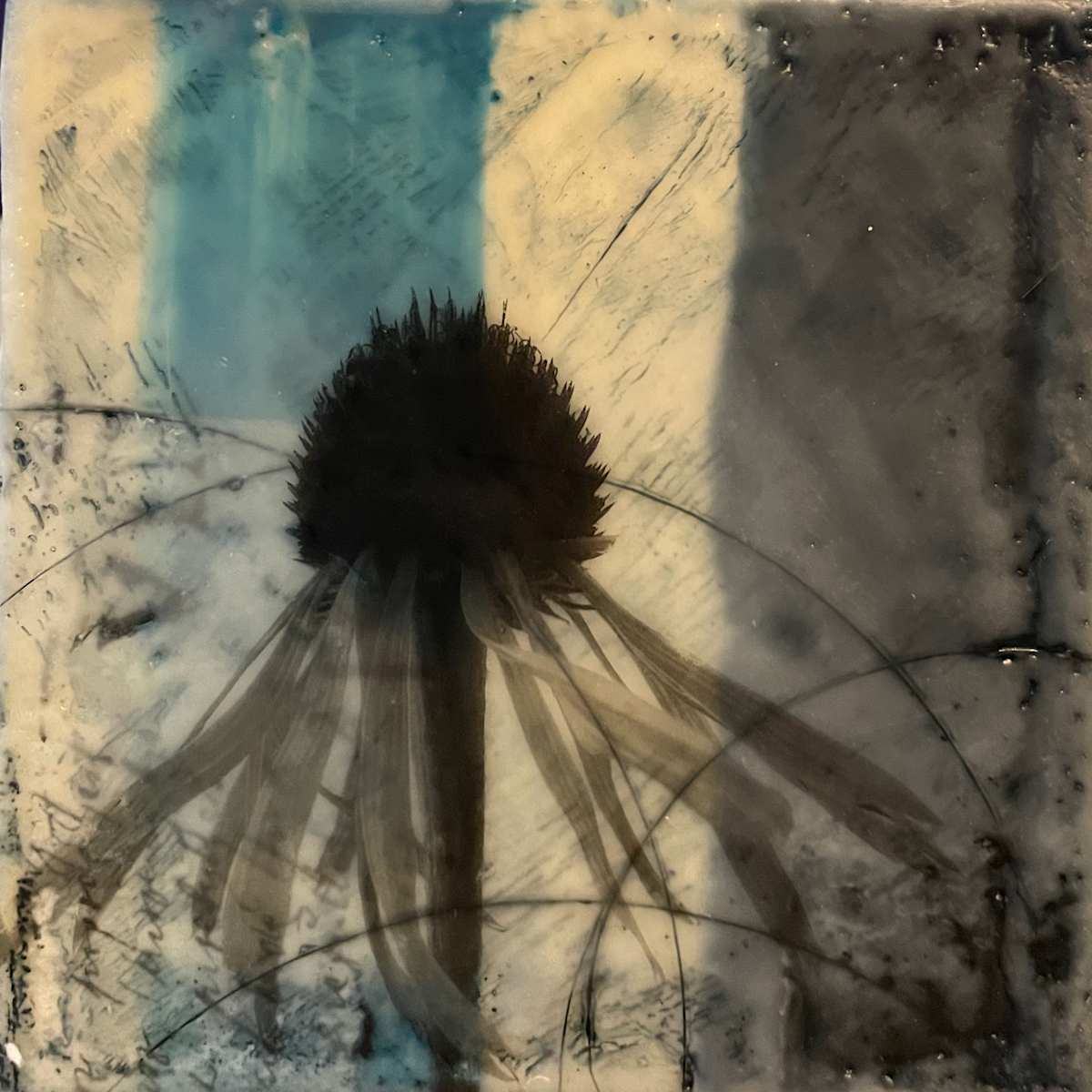 Echinacea XI by Karen Faller, Image 1.