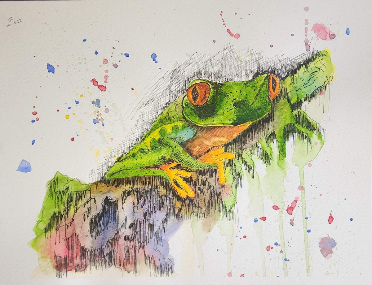 Tree frog by Jon Cooper 