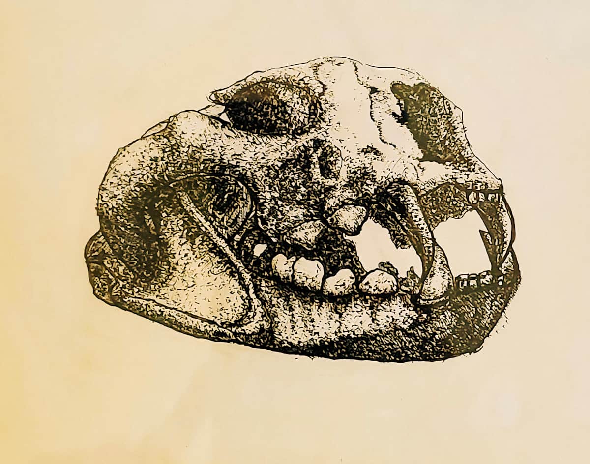 Lynx skull study by Jon Cooper 