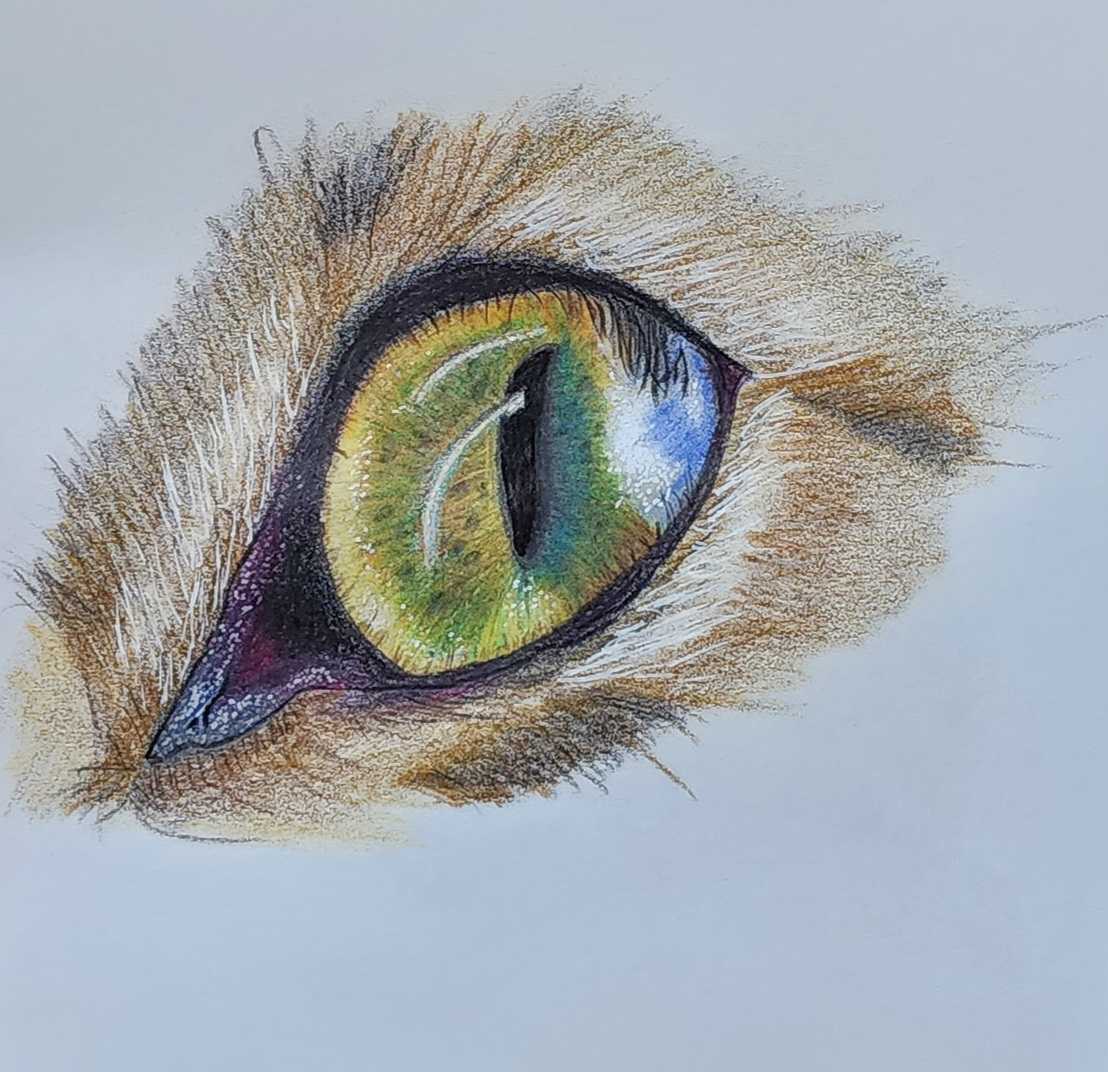 animal eye study by Jon Cooper 
