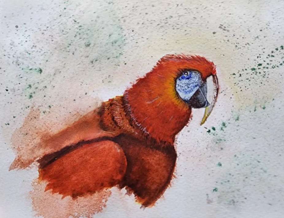 Red parrot by Jon Cooper 