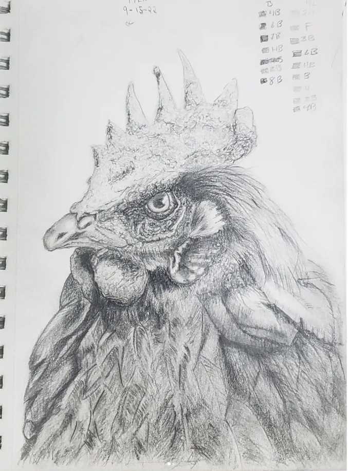 Hen by Jon Cooper 