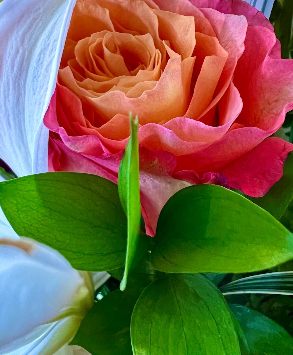 A Rose for You by Liz Morton 