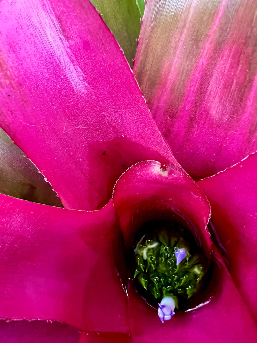 Blushing Bromeliad by Liz Morton 