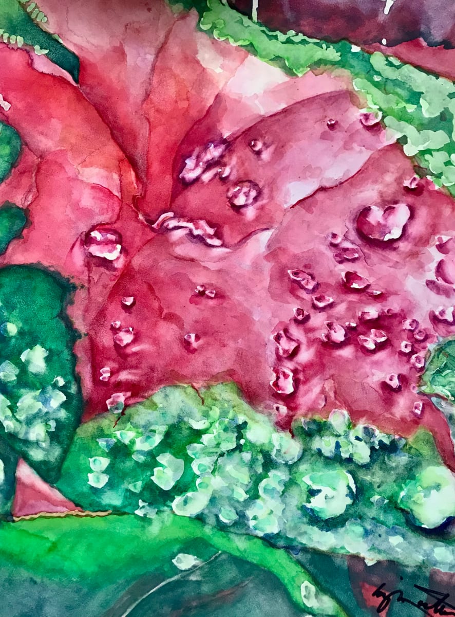 Caladium Dew  Image: Watercolor