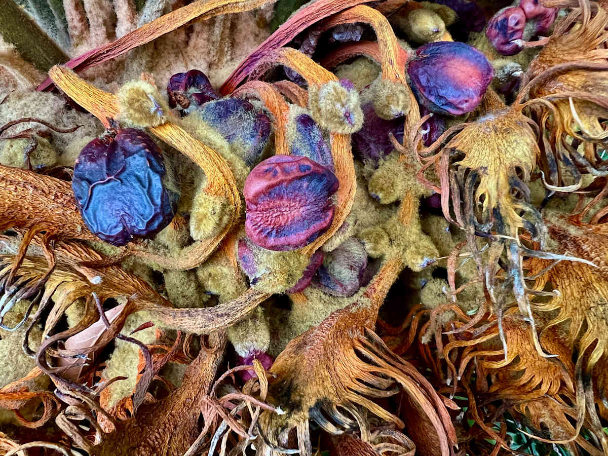 Sago Palm Seeds by Liz Morton 