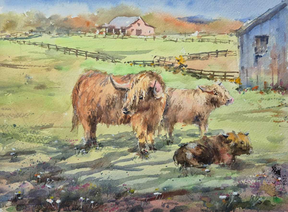Highland Cows by Vicky Zhou 