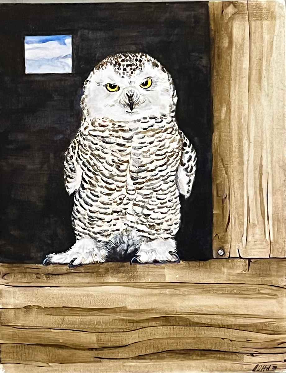 Baby Barn Owl by Brian Hindson  Image: Baby Barn Owl, Brian Hindson