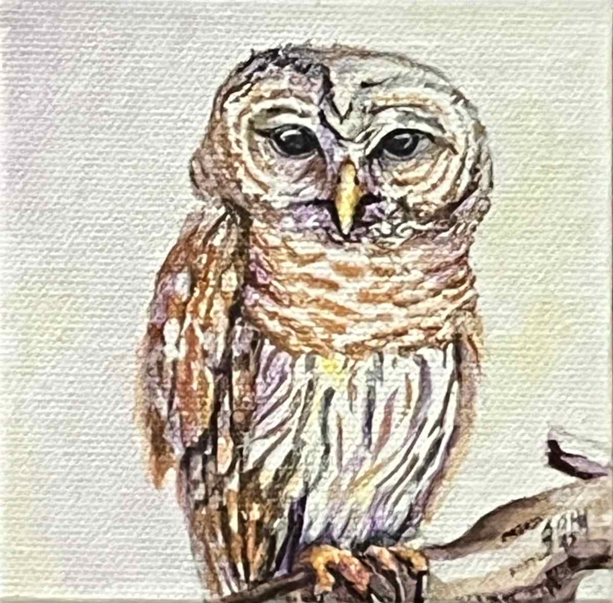 Lil' Owl by Brian Hindson  Image: Lil' Owl, Brian Hindson