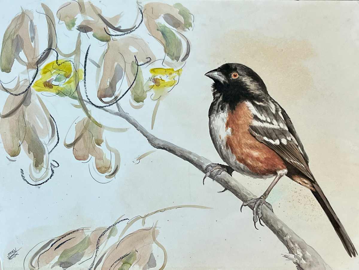 Spotted Towhee by Sean Fox  Image: Sean Fox, Spotted Towhee