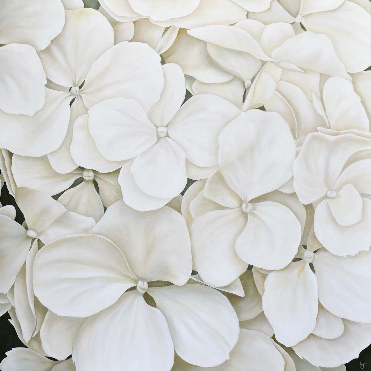 White Hydrangeas by Ann Travis, Image 1.