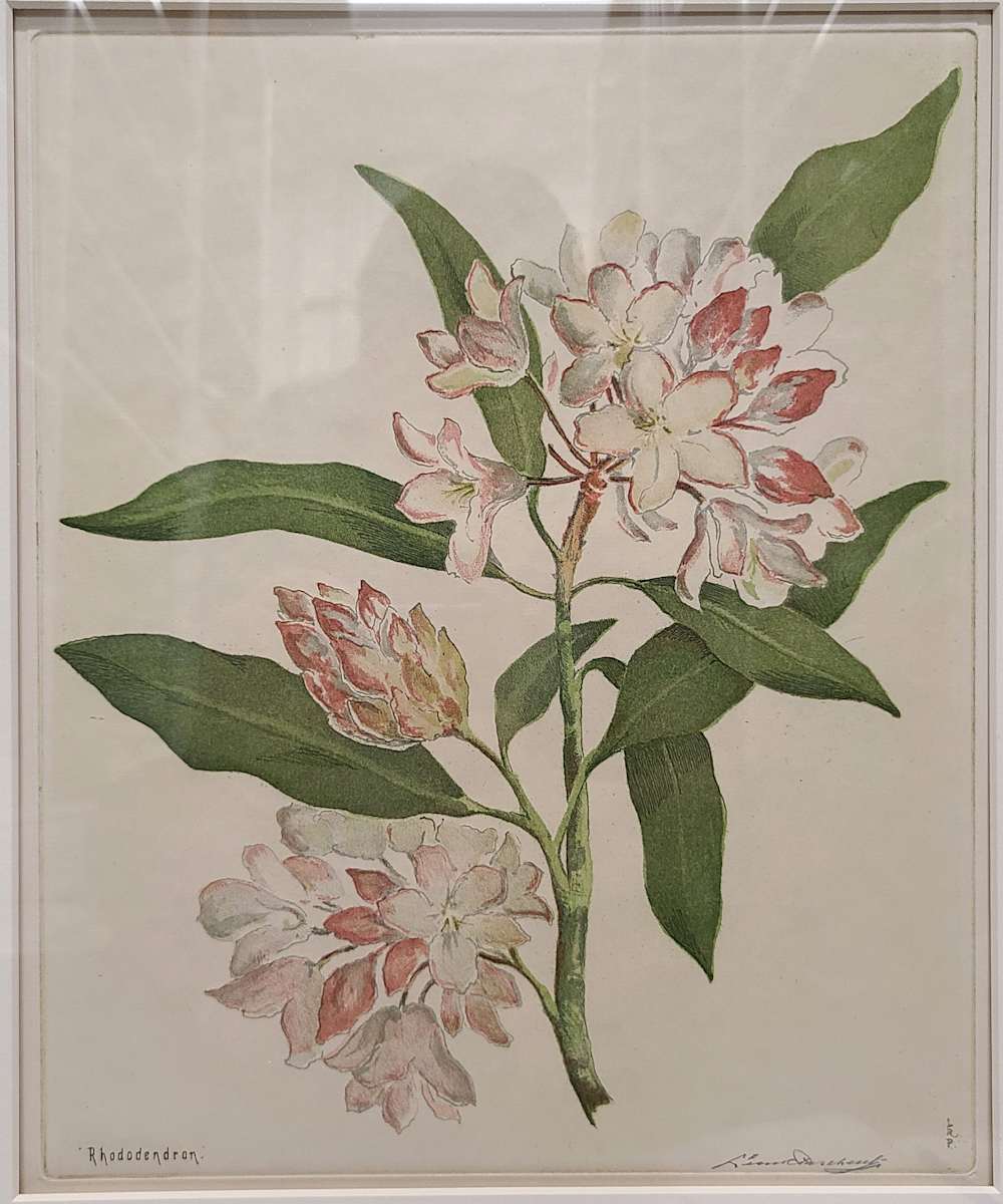 Rhododendron by Leon Pescheret, Image 1.