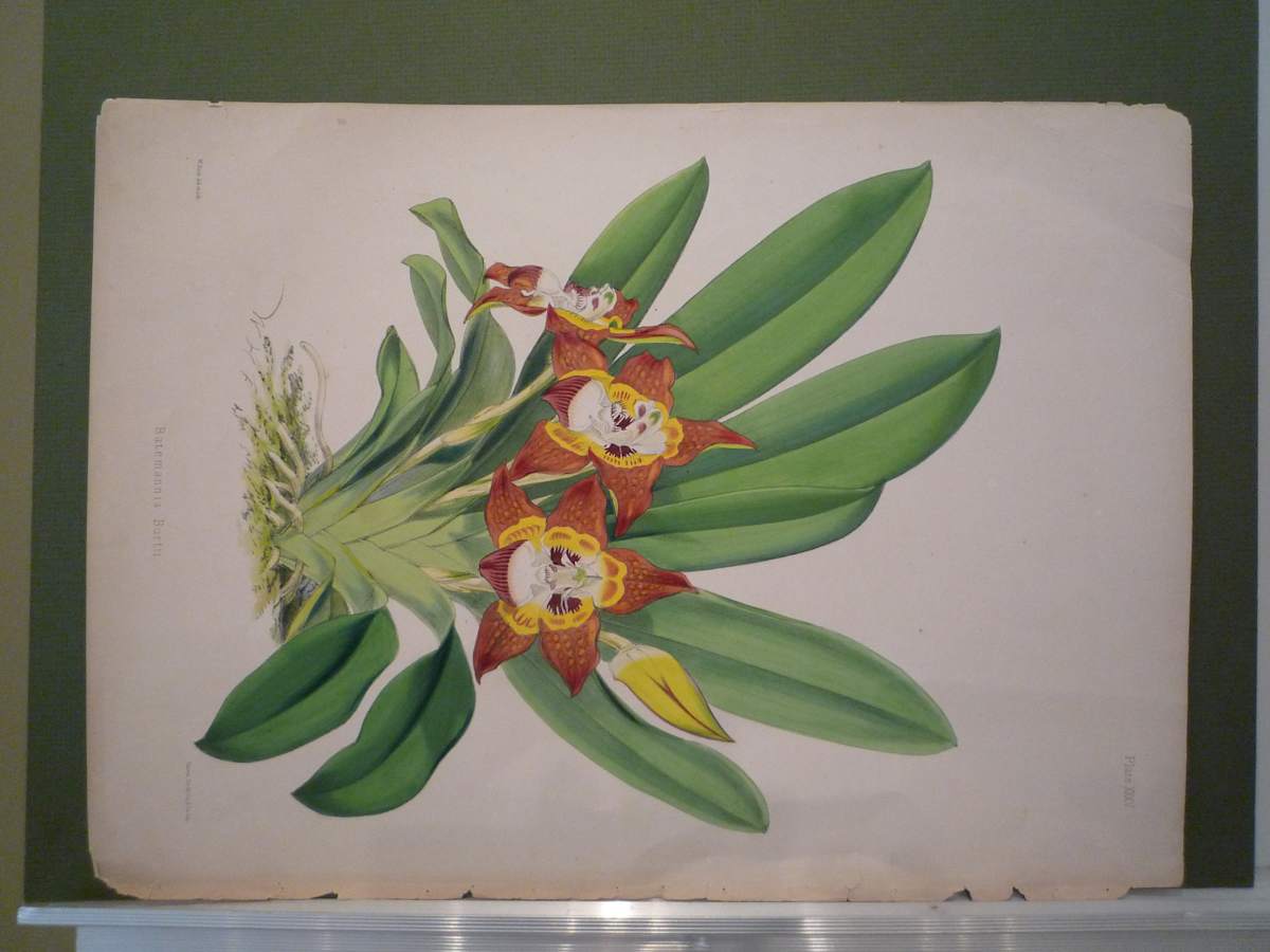 Flowers by W. Fitch, Image 1.