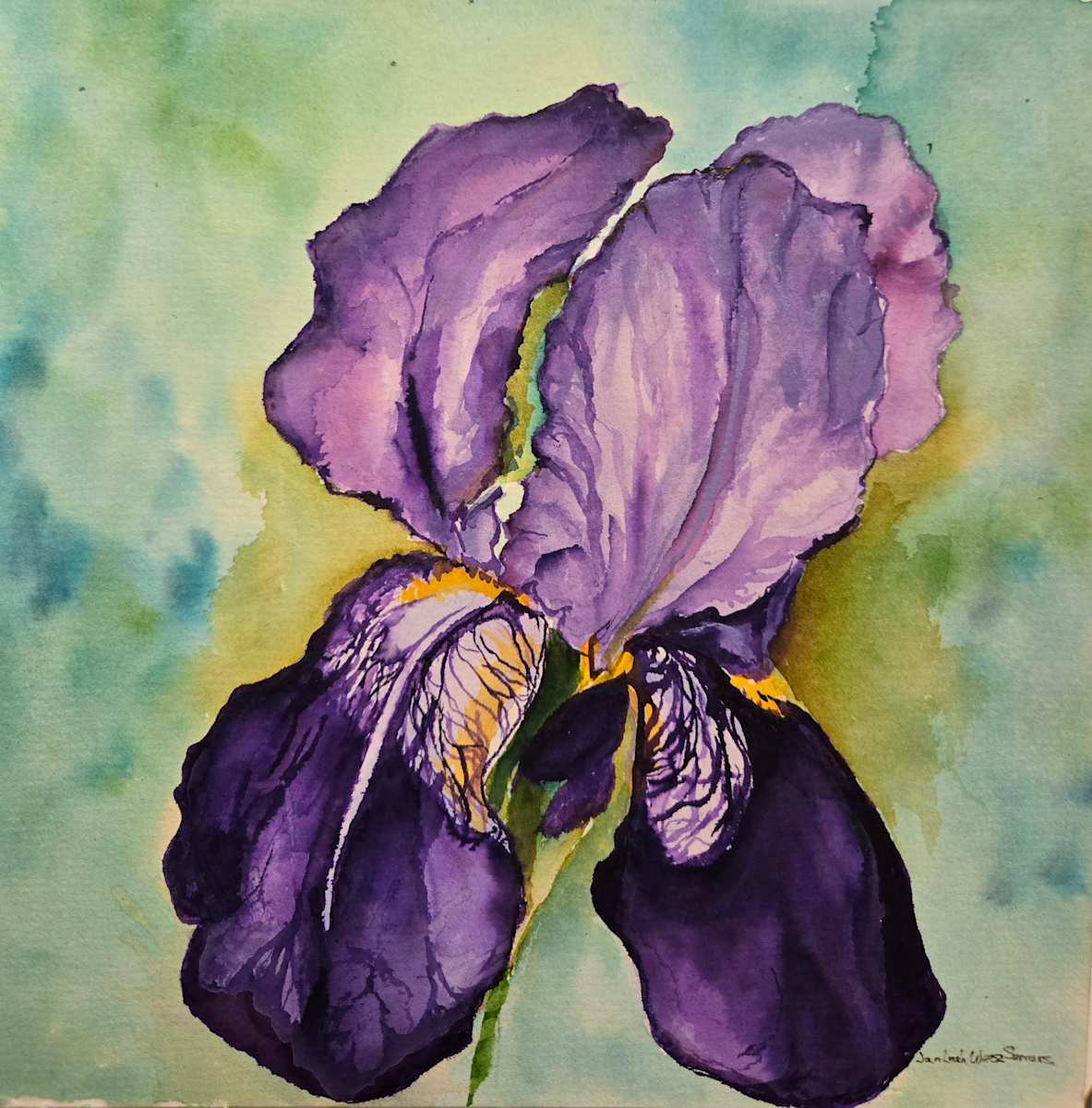 Purple Iris by Jan Somers, Image 1.