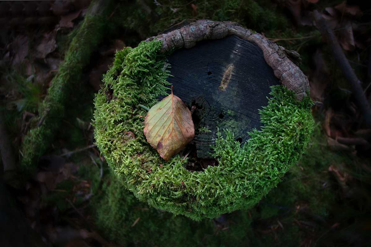 Last in Nest by Kjeld Smed 