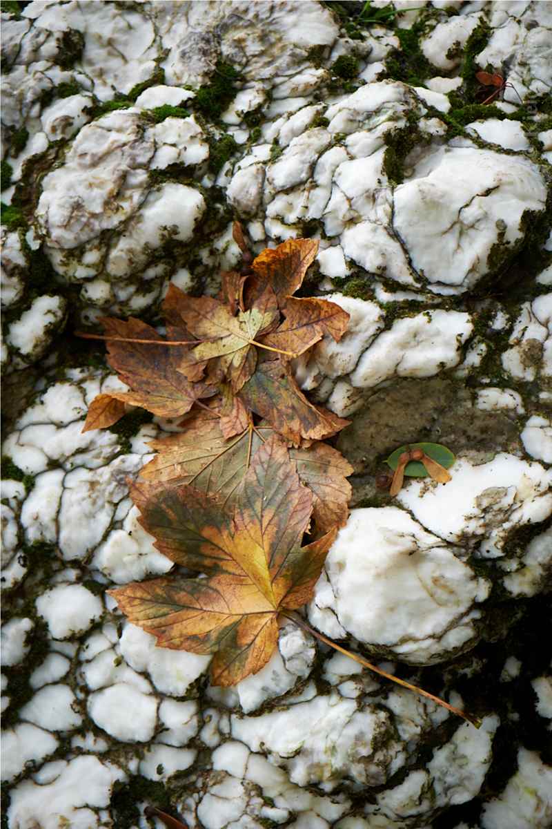 Alabast by Kjeld Smed 