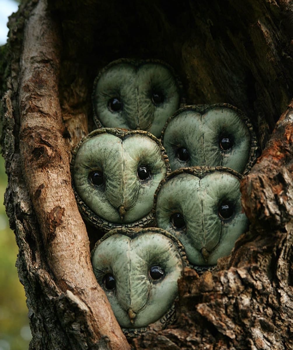 Martin Owl by Scott Radke 