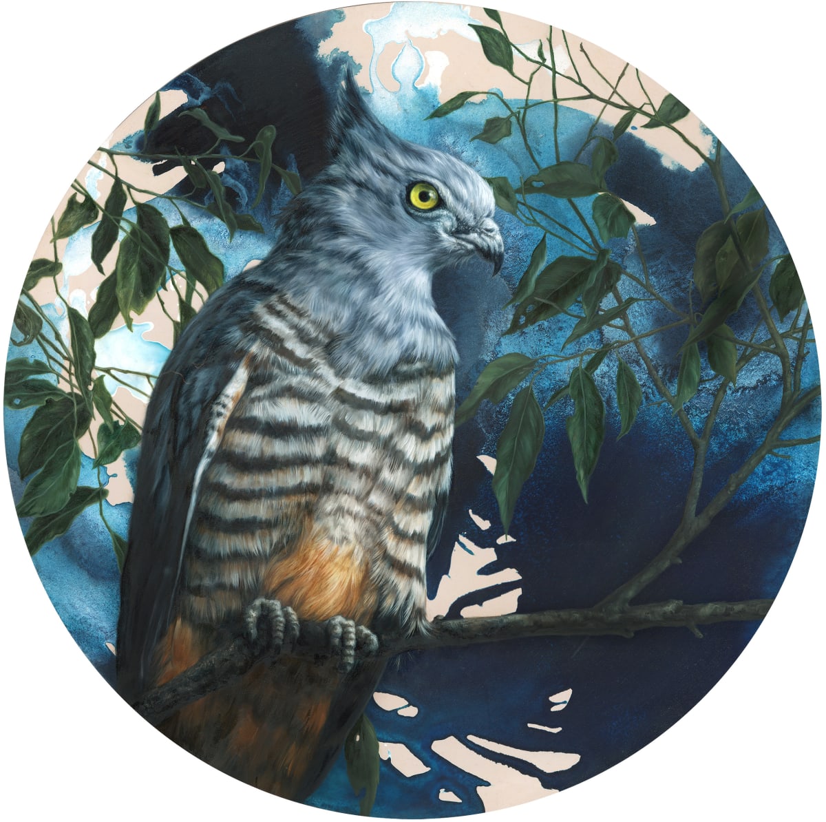 Pacific Baza on Blue by Alex Louisa 