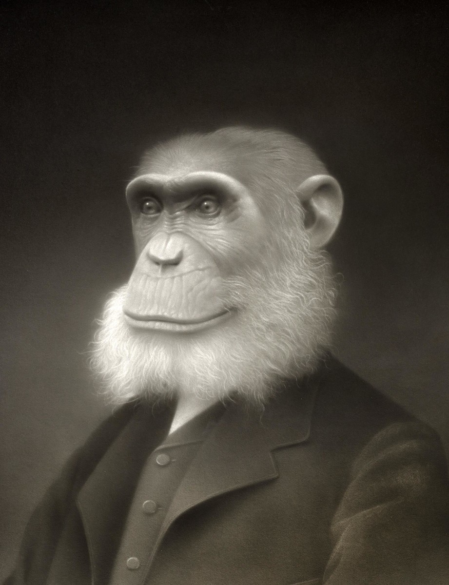 Jimmy "Darwin" by Travis Louie 