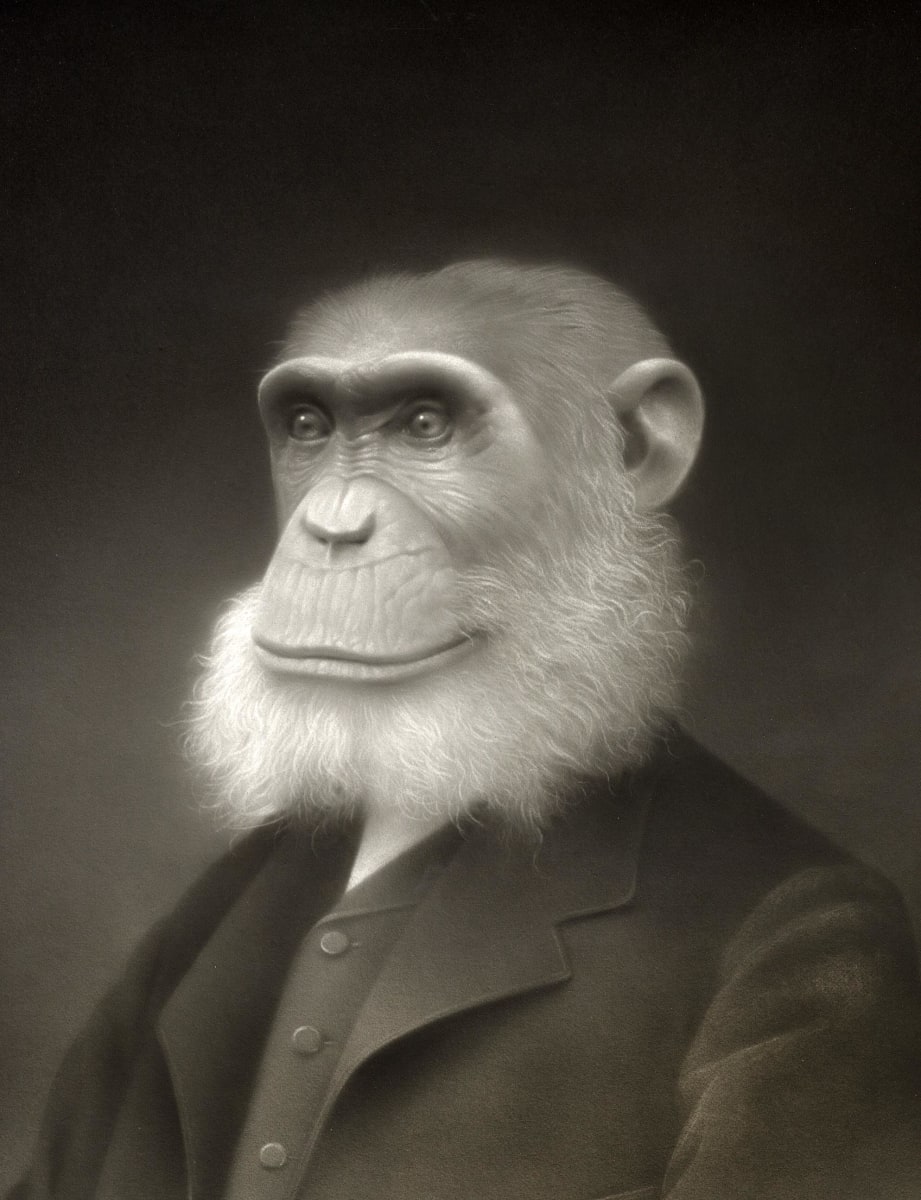 Jimmy "Darwin" by Travis Louie, Image 1.