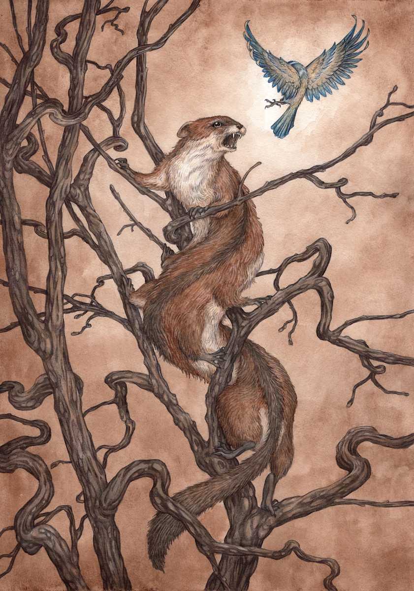 The Climbing Stoat by Adam Oehlers, Image 1.
