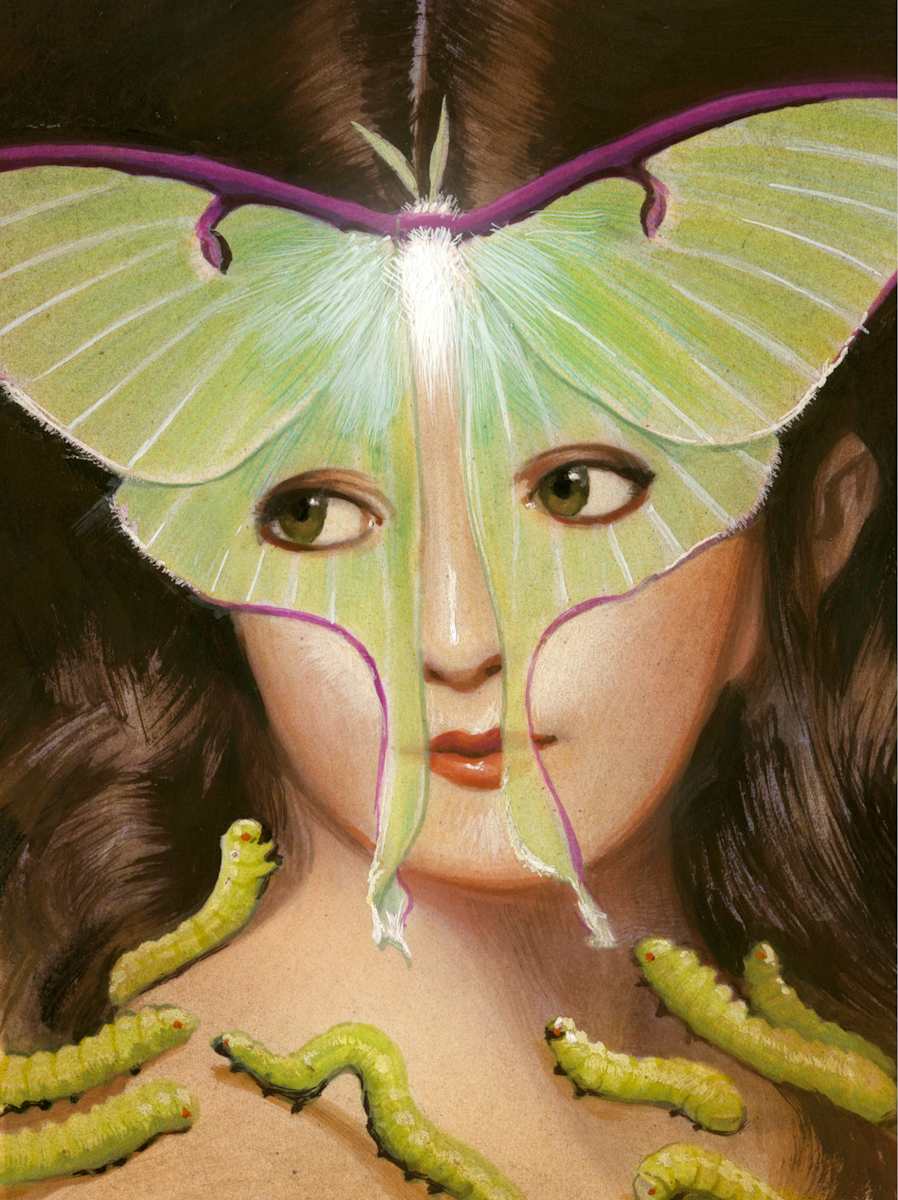 Luna Moth by Bill Mayer 