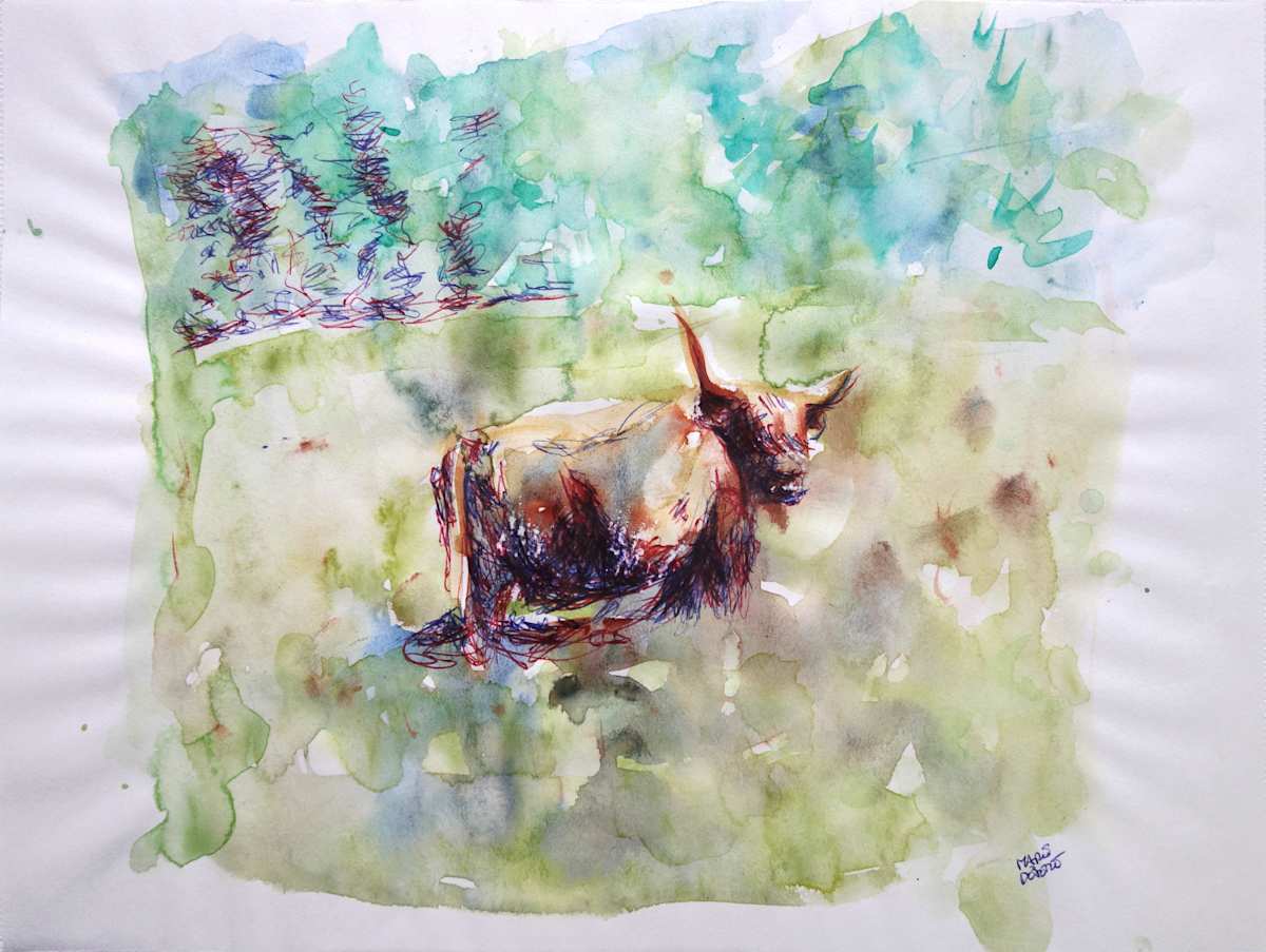 Vache Highlands I by Marie Désert 