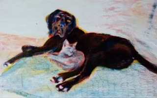 Chien et chat by Marie Désert 