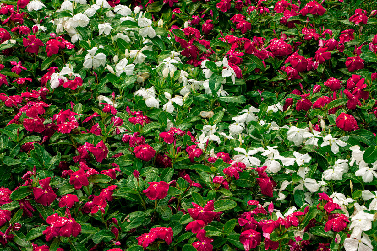 Floral Getaway by Cledabdounia "Dounia" Bernard 