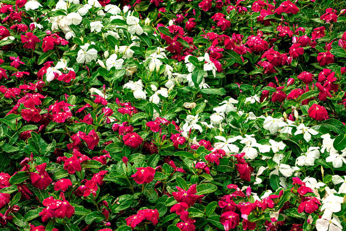 Floral Getaway #3 by Cledabdounia "Dounia" Bernard