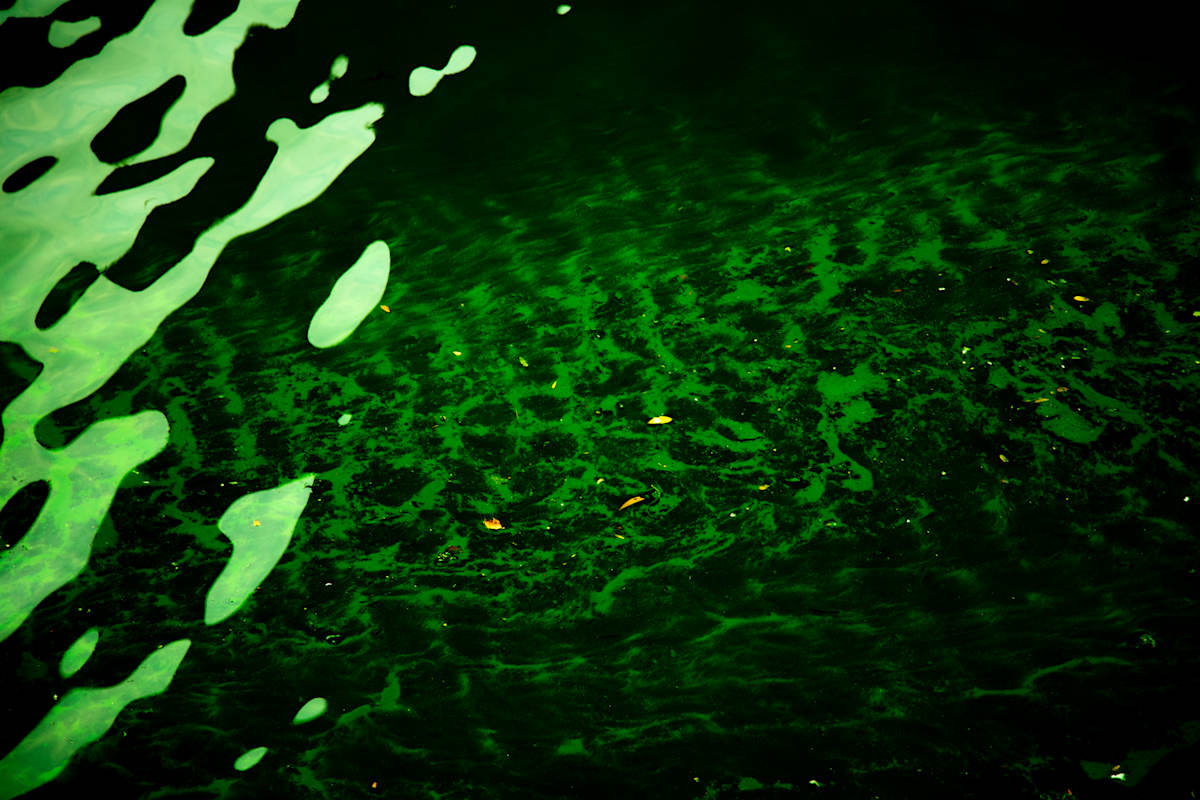 Toxic Serenity by Aniyah Etienne 