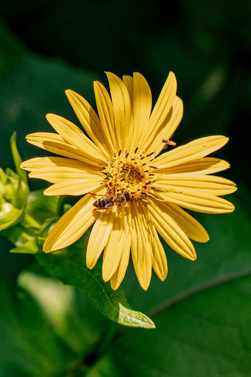 Bee Special #1 by Reymon A. Jabalera Figueroa 