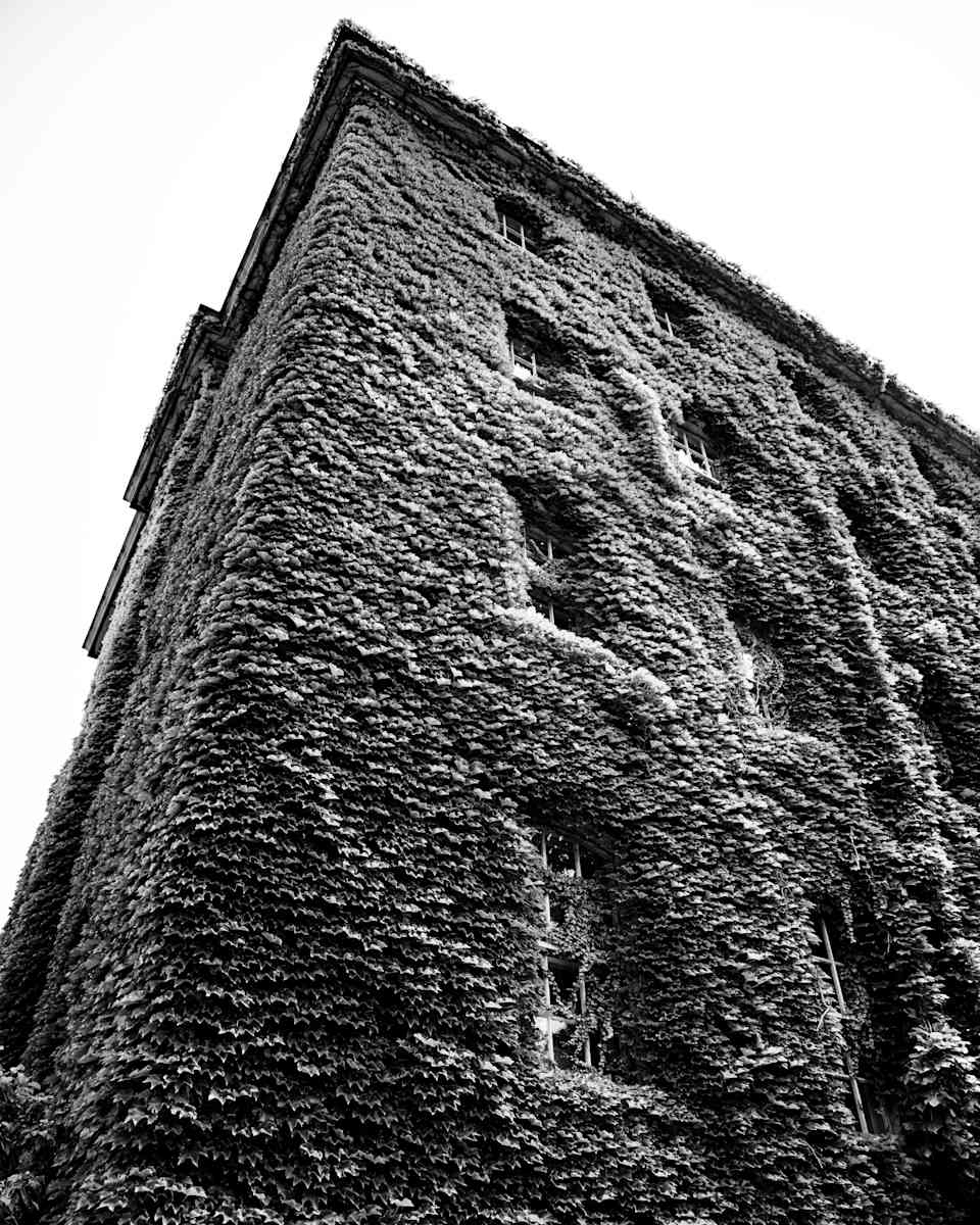 Rooted Heights by Gabriel Ovalles 