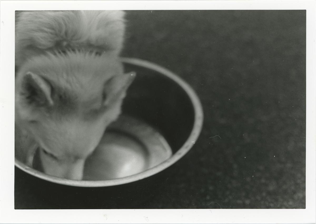 Dog Eats Food by Akeakamai "AK" Ishikawa, Image 1.