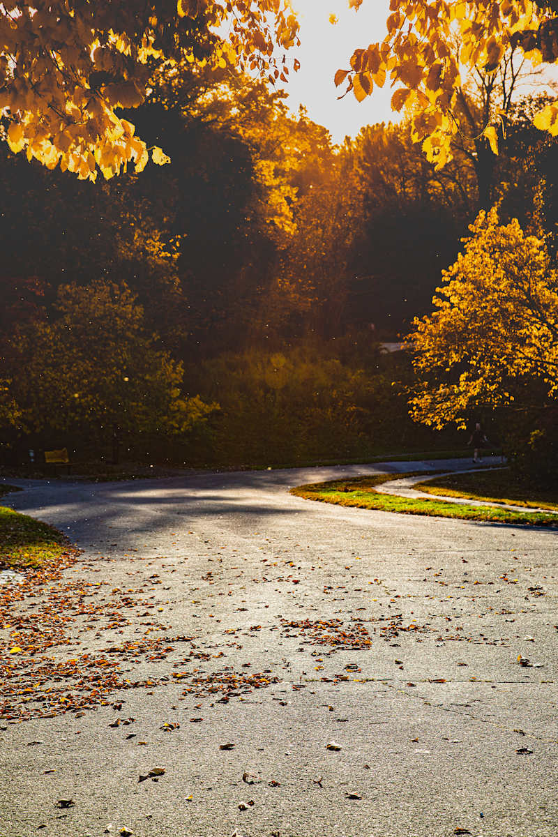 Fall Street #1 by Thanh Le 