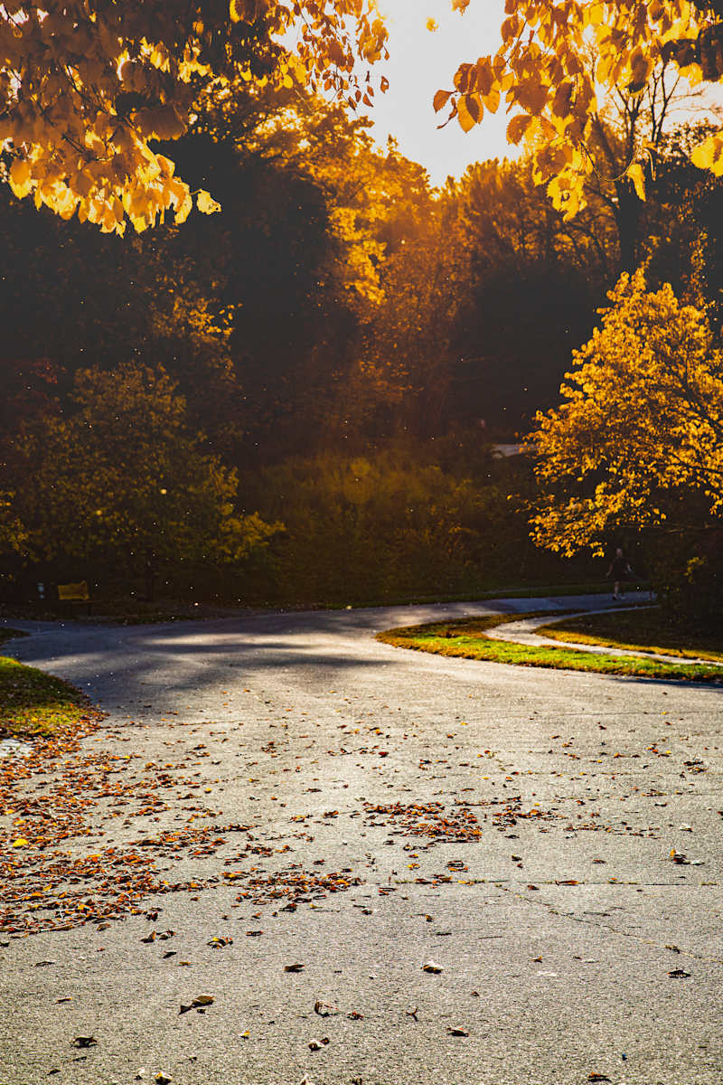 Fall Street by Thanh Le 