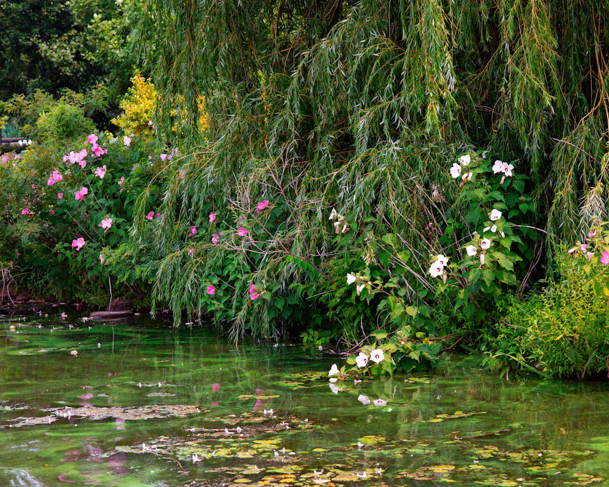 Tangled Beauty #3 by Jaleya Mallory 