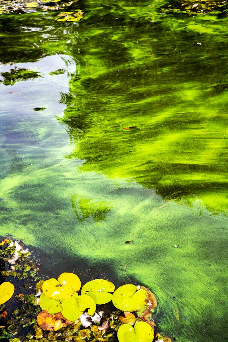 Green Paradise by Mary Nguyen 