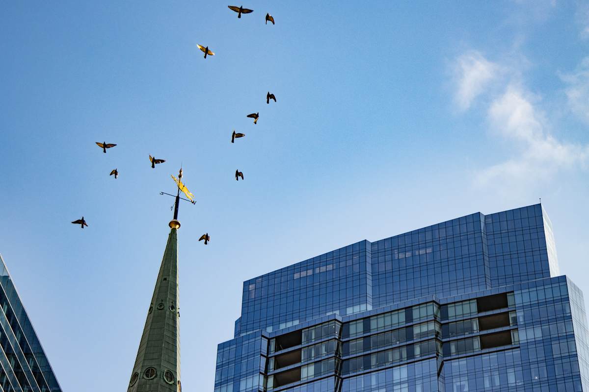 Flocking Birds #1 by Mira 