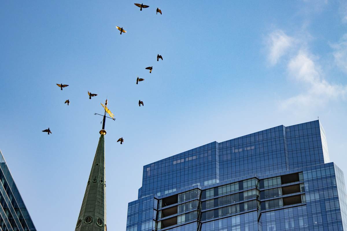 Flocking Birds by Mira 