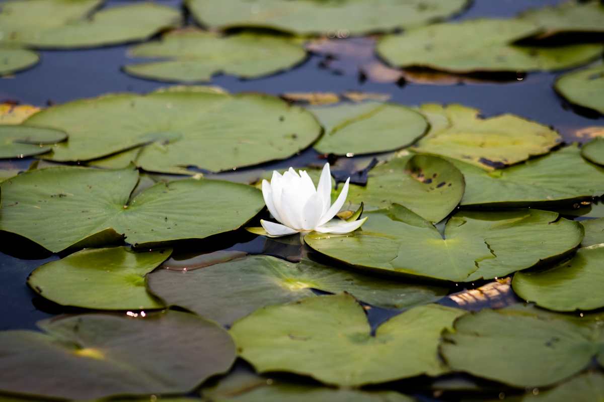 White Lotus by Tran Nguyen 