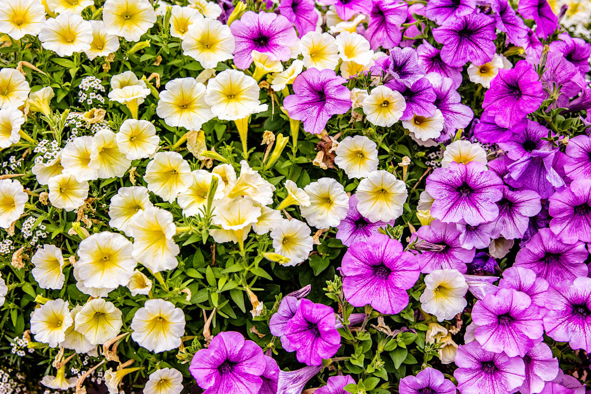 Nature's Tie Dye #2 by Gabriel Ovalles