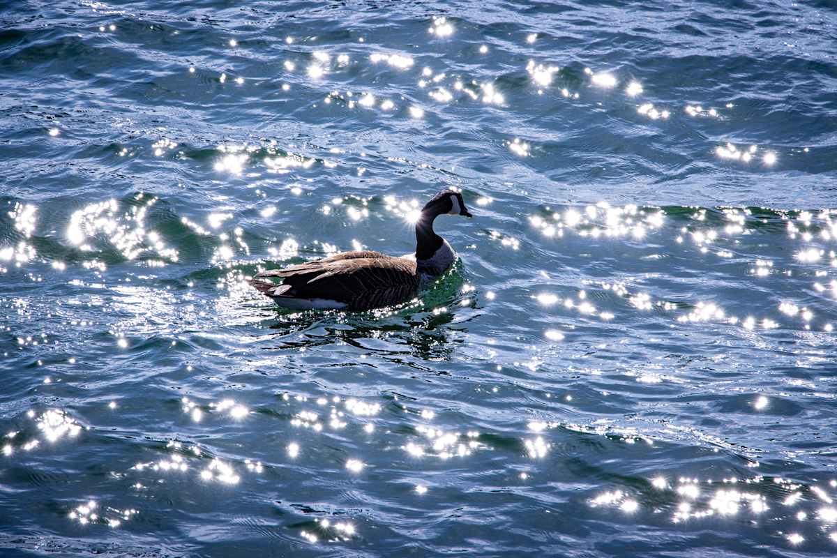 Nature's Tranquility #1 by Gabriel Ovalles 