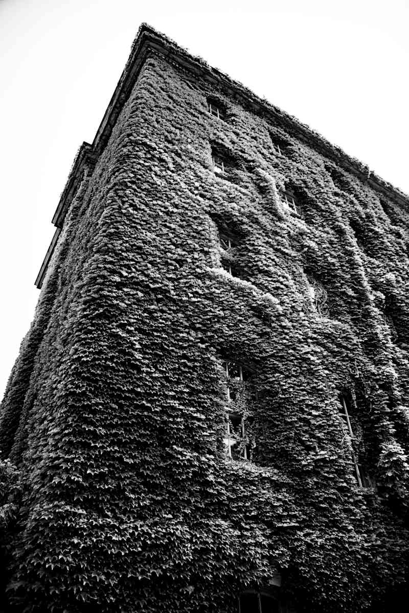 Rooted Heights by Gabriel Ovalles 