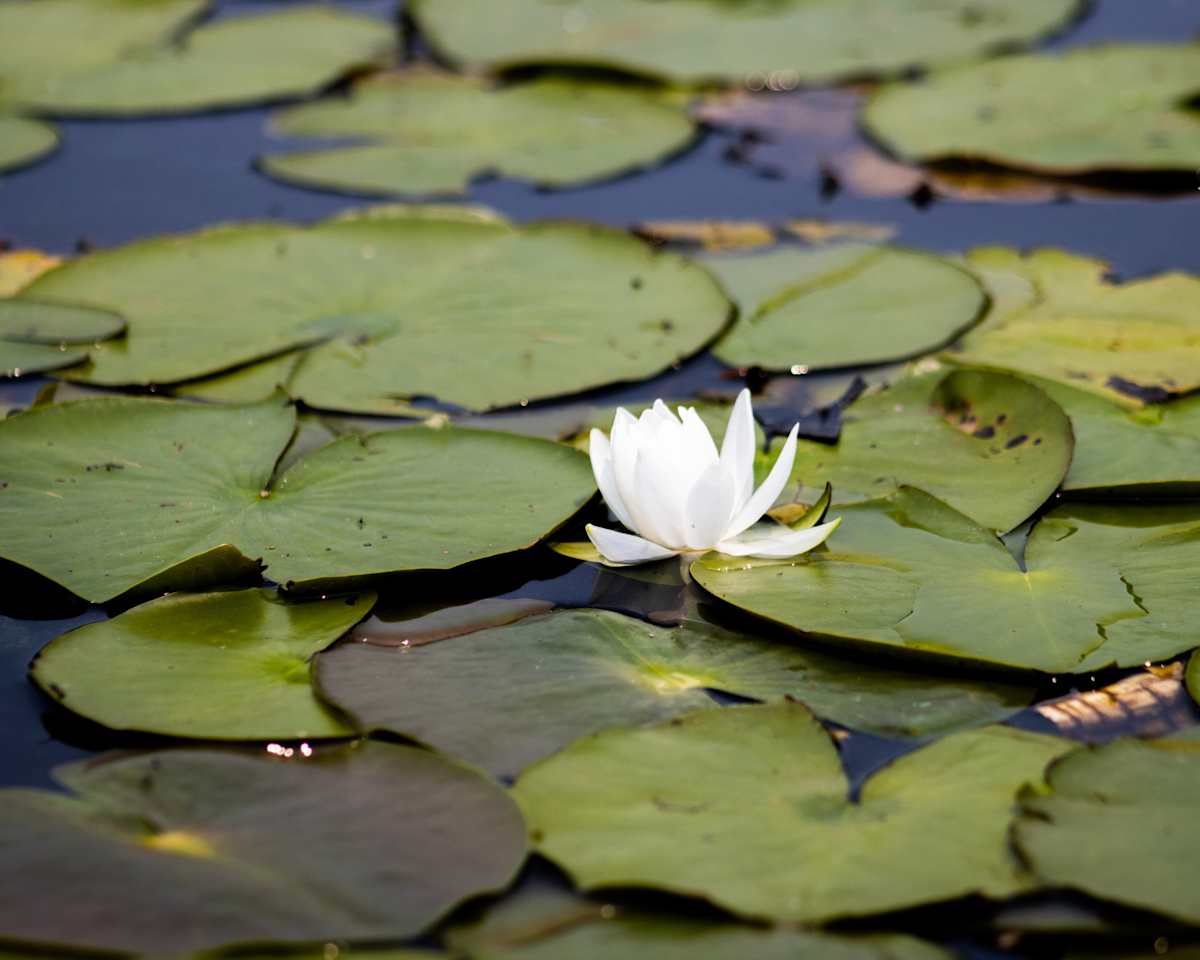White Lotus #1 by Tran Nguyen 